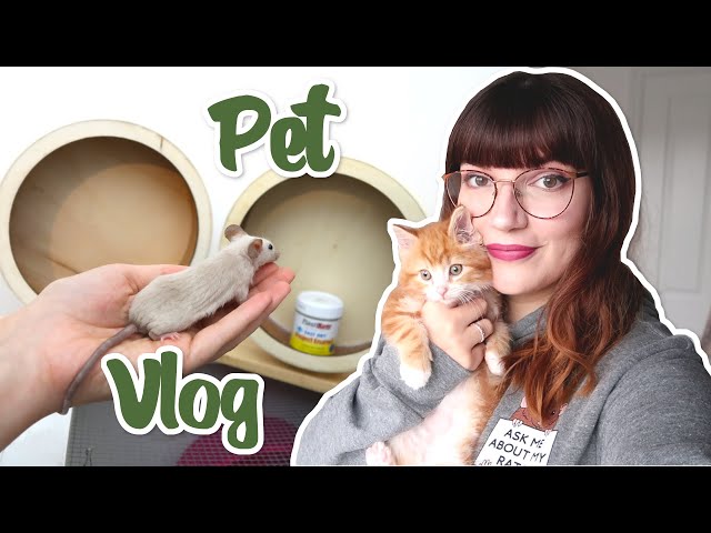 Kitten goes to the vet, pin update & new wheels for the mice | VLOG