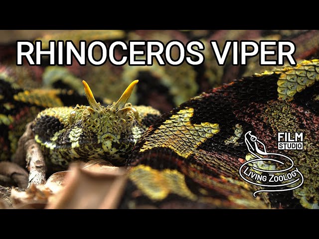 Deadly venomous Rhinoceros viper (Bitis nasicornis) from Africa, gabino - hybrid with Gaboon viper