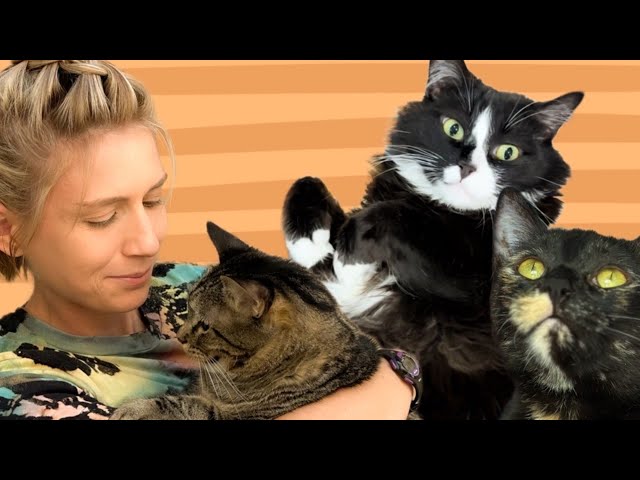 Watch Penny the cat react to a fire alarm, cuddle with the pups and take control of this house!
