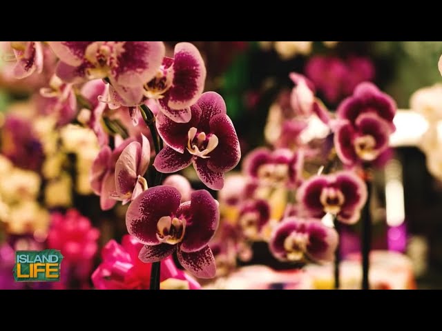 Best Of Hawaii 2023: Watanabe Floral | ISLAND LIFE