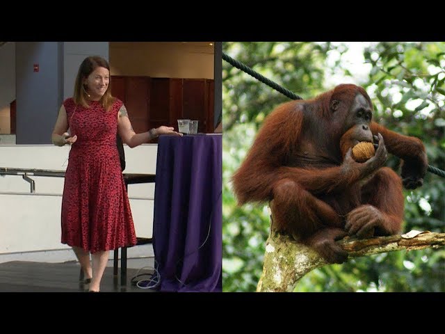 Orangutans, Obesity, and Human Evolution – AMNH SciCafe