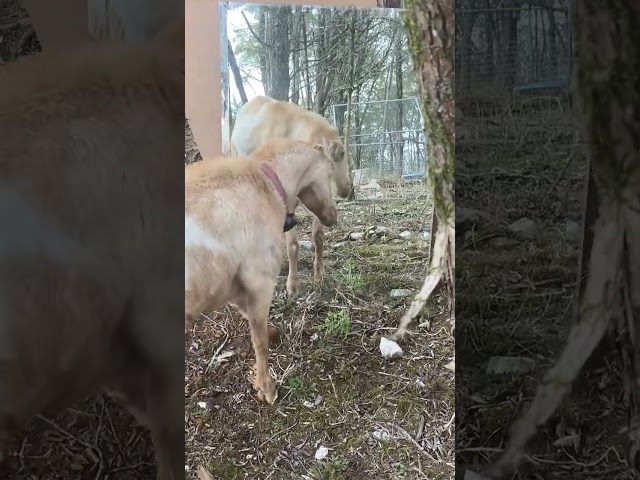 Goat sees reflection for the first time