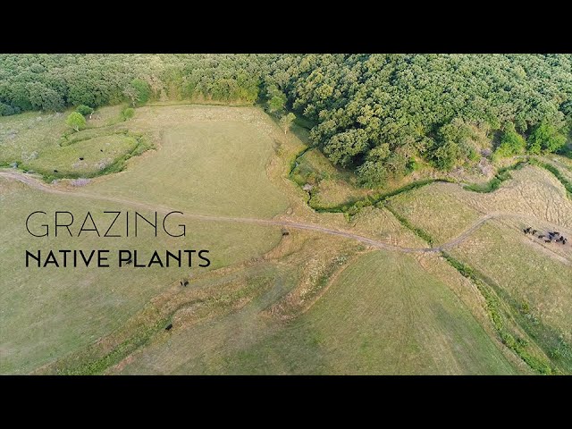 Grazing Native Plants - Bringing Back the Edges