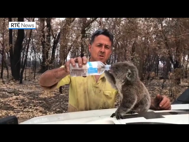 Firefighter helps out thirsty koala in Australia