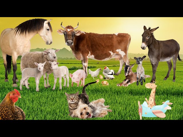 The most naughty animals: elephant, dog, monkey, cat,  pig, cow - Animal moments