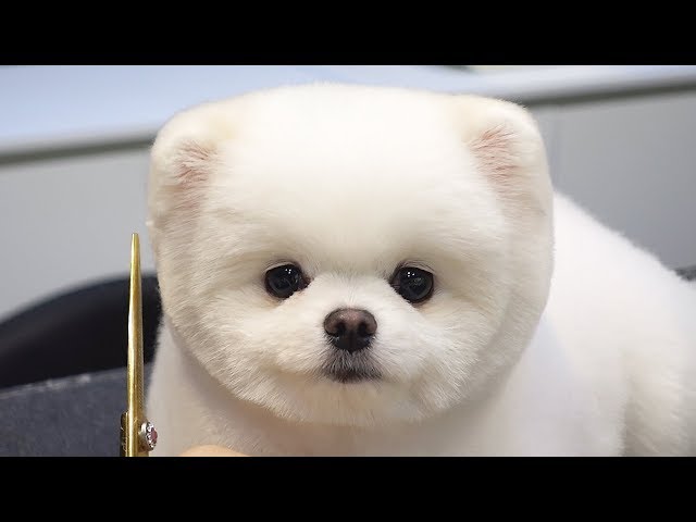 Dog Pet Puppy Pomeranian Grooming Teddy bear style