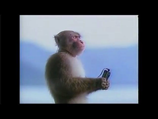 Monkey meditates to Tin Foil Tom