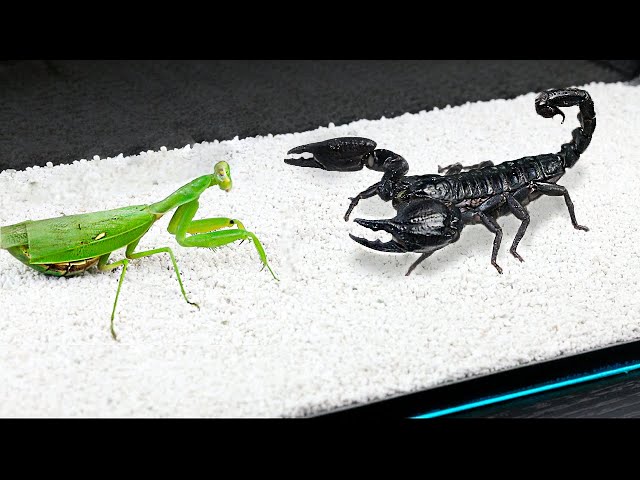 WHAT IF THE MANTIS SEES SCORPION