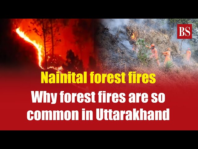 Nainital forest fires: Why forest fires are so common in Uttarakhand