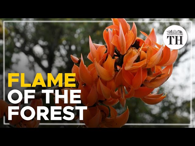 ‘Flame of the forest’ now in bloom across Nilgiris