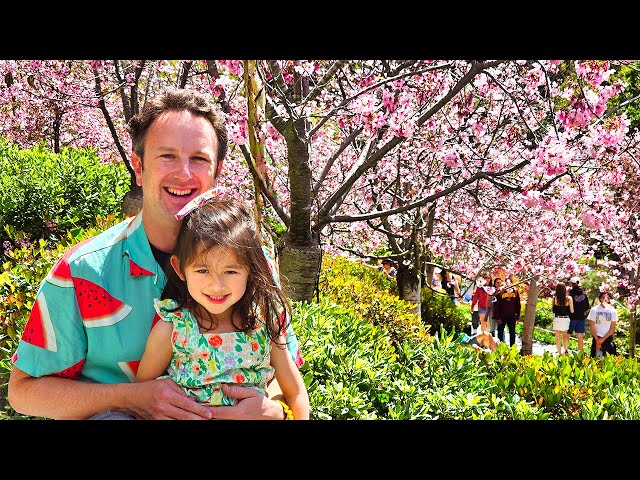Japanese Friendship Garden San Diego Cherry Blossom Festival
