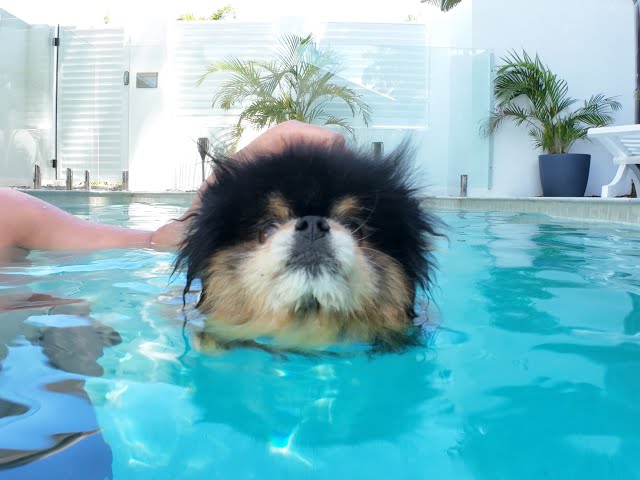 Pomeranian Reacts To Being Put into Deep Water | My Dog's First Swim