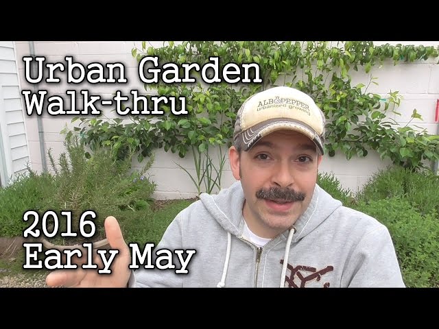 2016 Early May Albopepper Urban Garden Walk-through