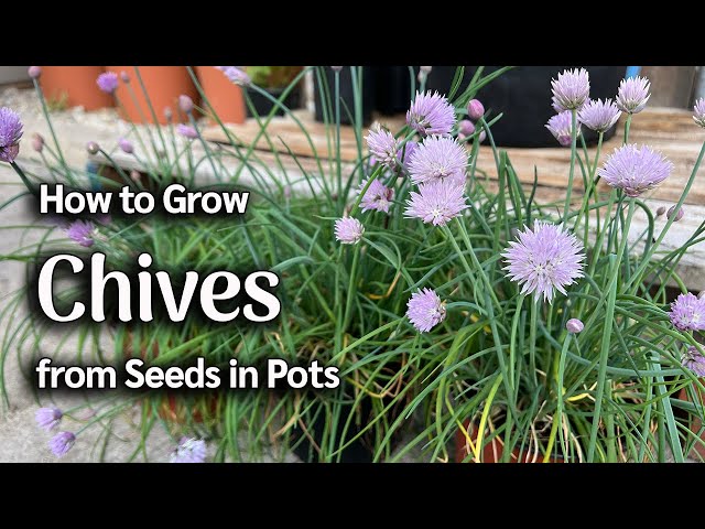 How to Grow Chives from Seed in Pots | Easy Planting Guide