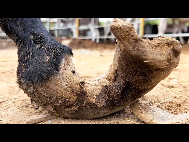 The donkey's hooves haven't been repaired in ten years and are curled into twists!