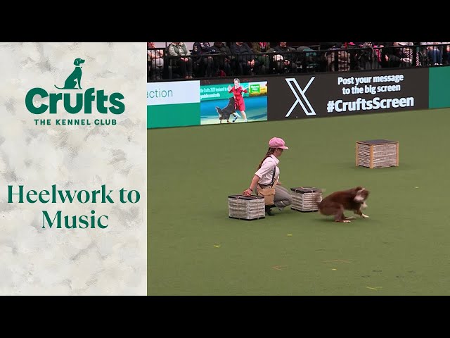 Heelwork To Music Part 2 | Crufts 2024