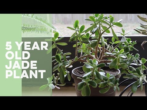 Jade Plant Care