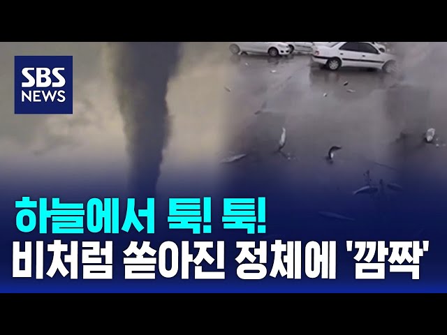 하늘에서 툭! 툭!...비처럼 쏟아진 정체에 '깜짝' / SBS / 오클릭