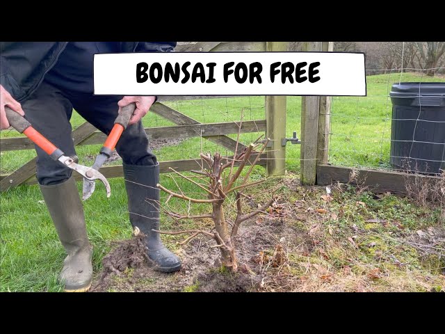 Bonsai For Free - Using Seedlings
