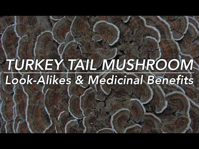 Turkey Tail Mushroom, Its Look-Alikes, & Medicinal Benefits with Adam Haritan