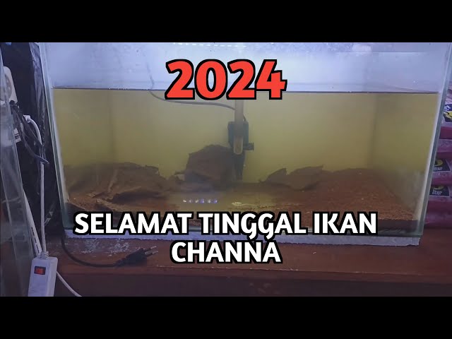 2024 ‼️ Selamat Tinggal Ikan Channa ⁉️