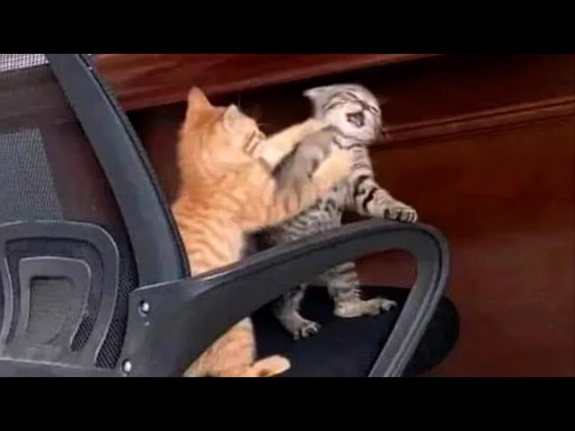 FUNNY CATS MEMES COMPILATION OF 2023 V33