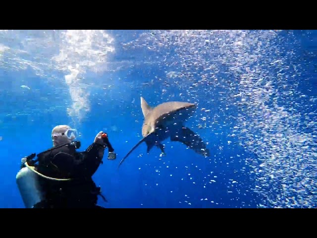 How NOT to dive with longimanus Sharks Elphinstone Reef 2022
