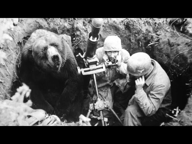 The Heart-Melting Story Of Wojtek, The Soldier Bear