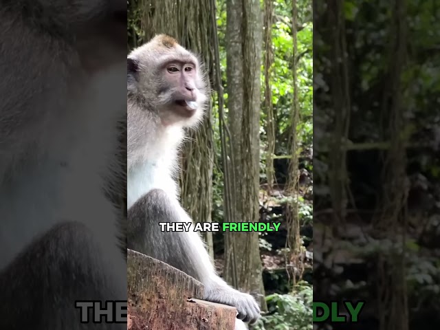 Monkey Forest in Ubud Bali 🐒 #shorts