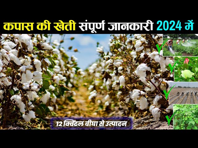 Kapas ki kheti 2024 me | कपास की खेती | Hybrid Variety, Dawai, Khad | Cotton farming in India