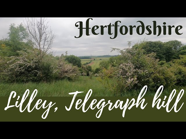 Lilley, Telegraph hill | missed my flight