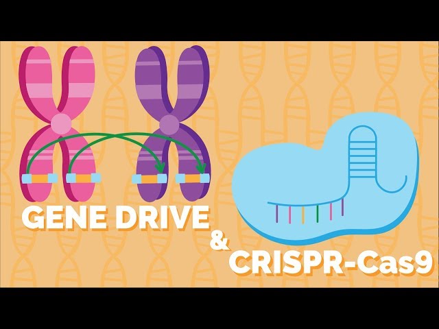 Population Engineering | Gene Drive by CRISPR-CAS9