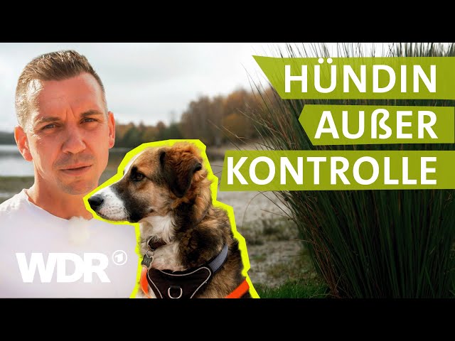 Starker Jagdtrieb: So klappt der Rückruf beim Hund | Hunde verstehen | S07/E02 | WDR
