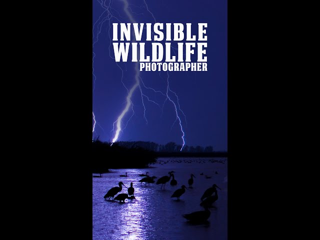 Explore Wildlife through the Eyes of the Invisible Wildlife Photographer 🕊️