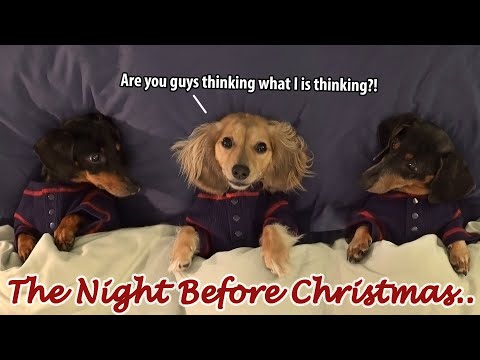Ep#7: Dachshund Mischief on the Night Before Christmas