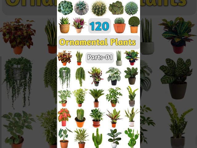 120 Ornamental Plants Name:- 01 #ornamentalplants #ornamentalplant #indoorplants #indoorplant #plant