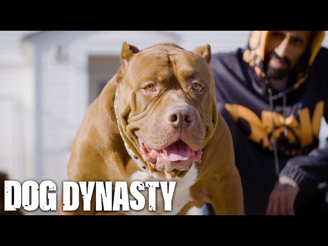The Return Of Hulk - The World’s Biggest Pitbull | DOG DYNASTY