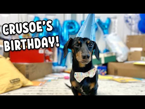 Crusoe's 12th Birthday Bash!