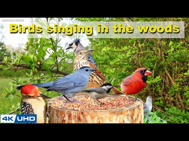 4 HOURS of Birds Singing in the Woods, 4K Cat TV, Bird Video, Relaxing Sound ASMR, Awesome World 031