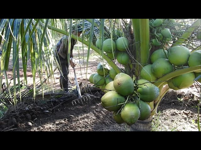 How To Fertilizer Coconut That Have Fruit | Gain More Fruit For Big Coconut