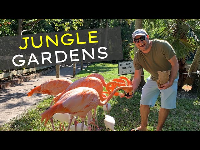 Jungle Gardens Sarasota Florida INFORMATIVE GUIDE | 🦩  Feeding  Flamingos 🦩