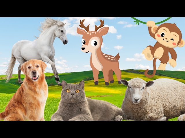 Familiar animals: dog, cat, monkey, horse, sheep, ...