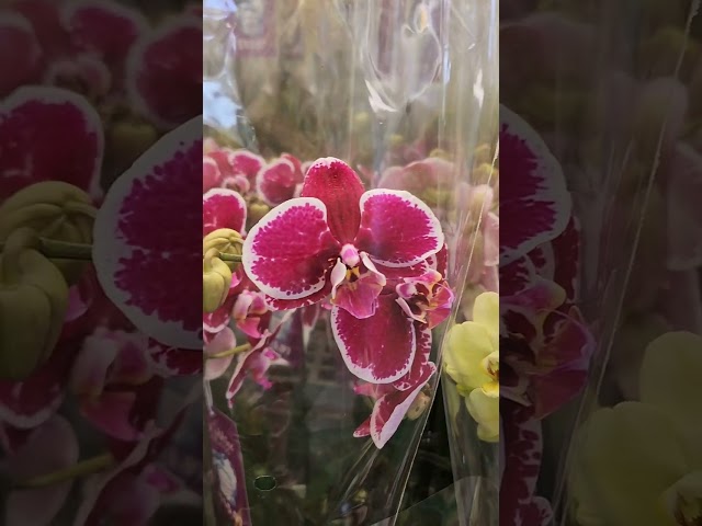 My Weakness! Beautiful Varieties of Orchids at Wal-Mart Nursery #ShopTheDeal #Spring2024 #orchids