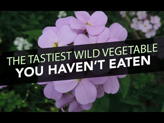 The Tastiest Wild Vegetable You Haven't Eaten