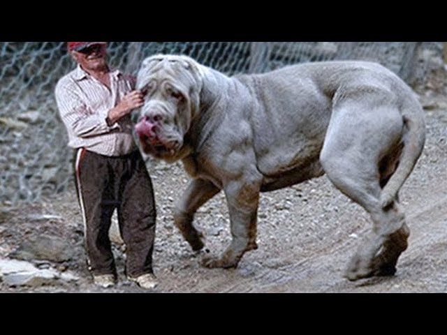 20 Largest Dogs in the World