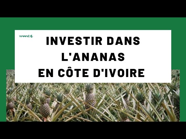 INVESTIR DANS L'ANANAS EN CÔTE D'IVOIRE