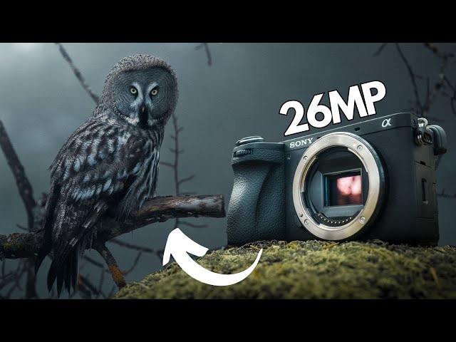 Sony A6700 Review｜Good for WILDLIFE Photography?