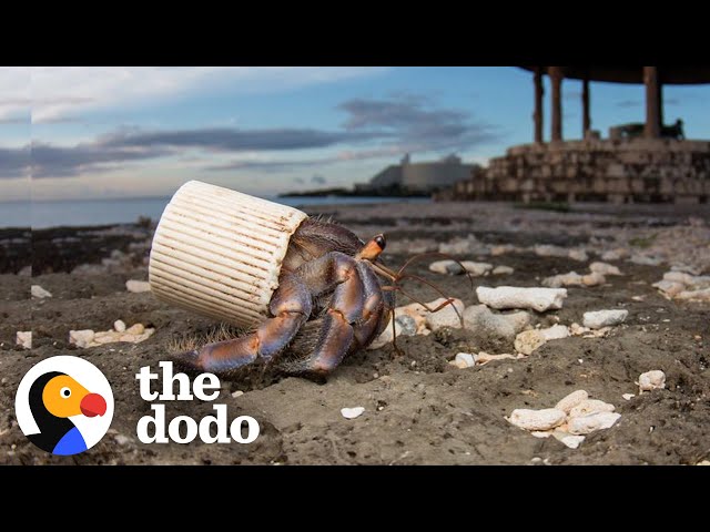 Guy Finds Hermit Crabs Living In Plastic And Offers Them New Shells | The Dodo