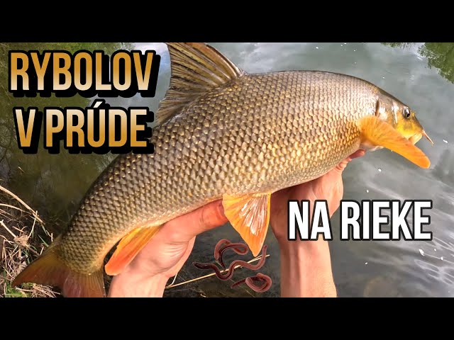 Lov Riečnych Rýb na Červy 🪱🐋 Jarný Feeder v prúde na rieke řece Váh 🎣 rybolov s Demexom