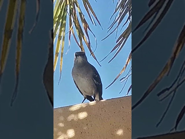 Bird song